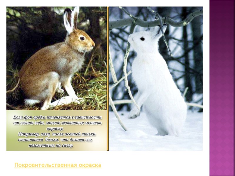 Покровительственная окраска